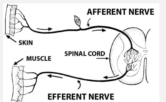<p>motor / efferent - impulses carried from the CNS to the periphery</p><p>sensory / afferent - impulses carried from the periphery to the CNS</p>