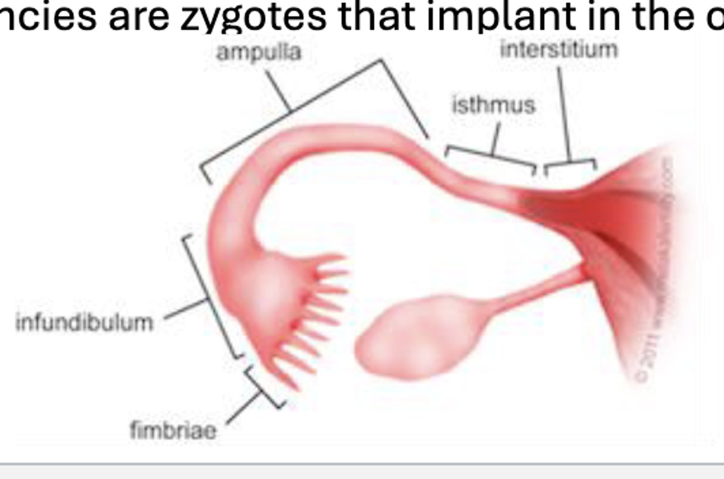 <p>• collecting tube for eggs</p><p>• not directly connected to the ovaries</p><p>• have fimbriae that draw eggs into the oviduct</p><p>• SITE OF FERTILIZATION</p>