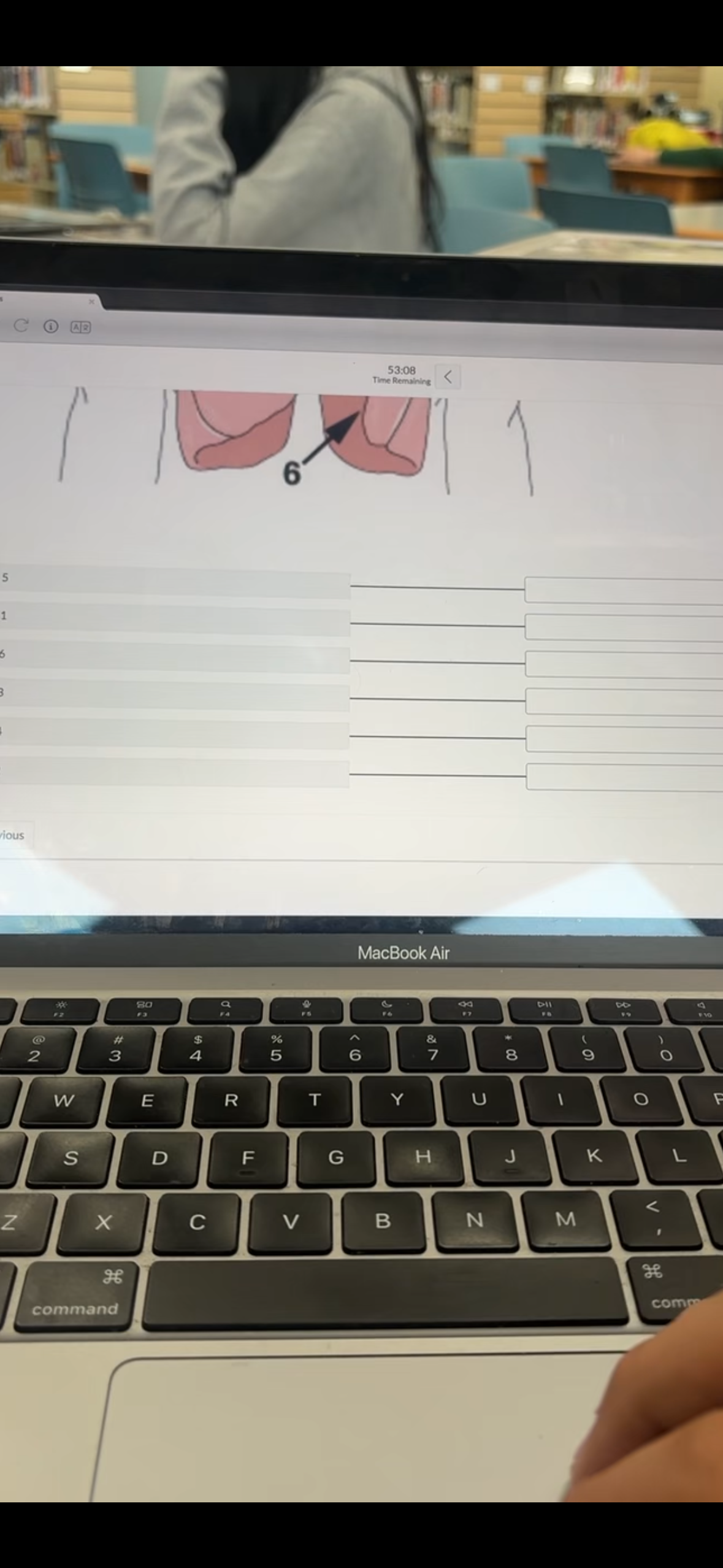 <ul><li><p><strong>1 - Alveoli</strong> — tiny air sacs where oxygen enters the blood and CO2 exits</p></li><li><p><strong>2 - Pharynx</strong> — the throat; passageway for both air and food</p></li><li><p><strong>3 - Larynx</strong> — voice box; contains vocal cords</p></li><li><p><strong>4 - Bronchi</strong> — two tubes that branch off the trachea, one going into each lung</p></li><li><p><strong>5 - Trachea</strong> — the windpipe; carries air from throat down to the lungs</p></li><li><p><strong>6 - lungs</strong> — two large, spongy organs in your chest responsible for <strong>gas exchange</strong>.</p></li></ul><p></p>