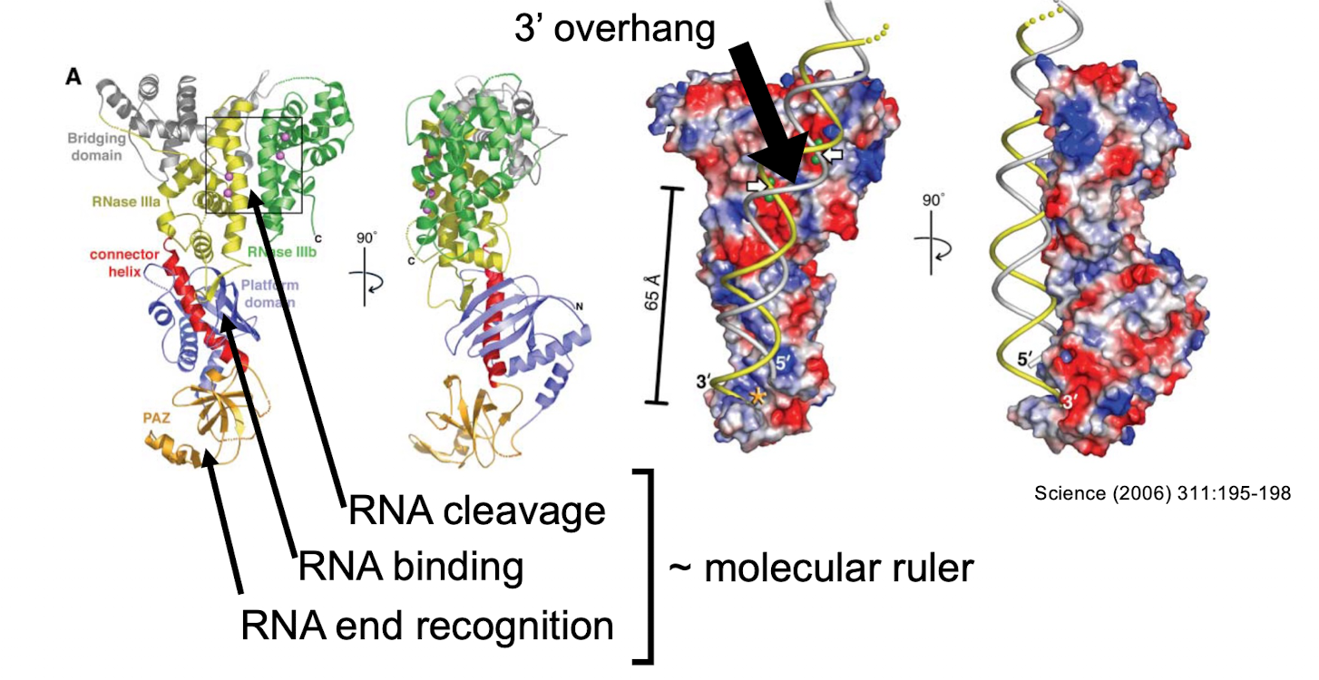 <ul><li><p>class III RNAse that specifically recognizes double stranded RNA molecules with a 3’ overhang</p></li><li><p>endonuclease active sites are placed 6.5nm from the RNA end recognition site (~21 nts long)</p><ul><li><p>binding to the backbone ensures processing in a non specific manner </p></li><li><p>one enzyme can process multiple different pre-miRNA hairpins</p></li></ul></li></ul><p></p>