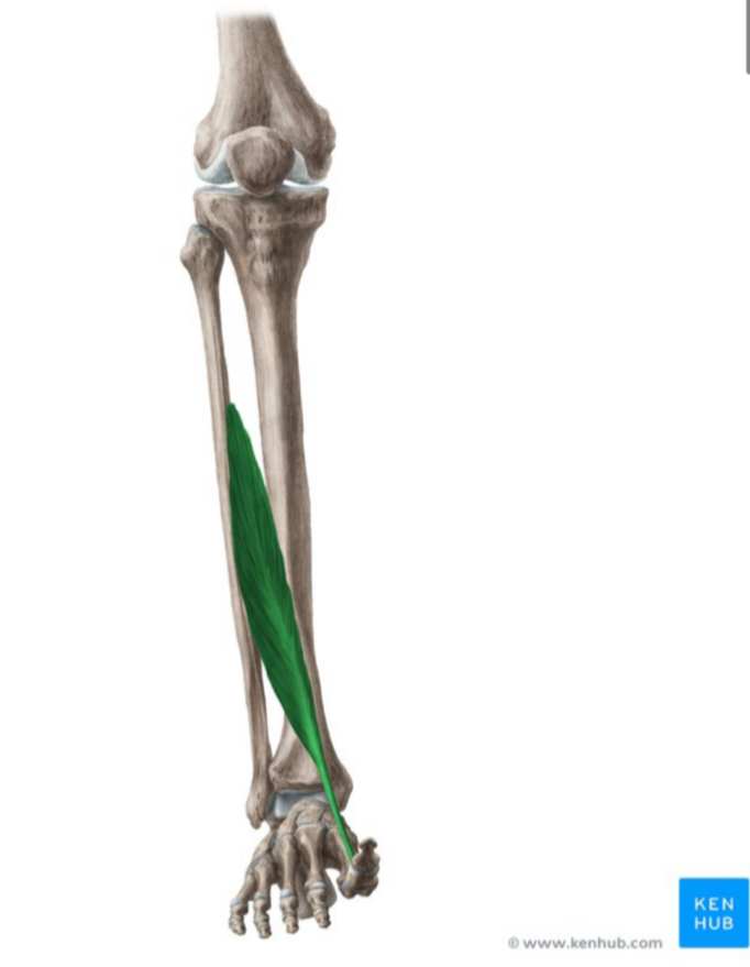 <p>Origem, inserção, inervação e função do m. extensor longo do hálux:</p>