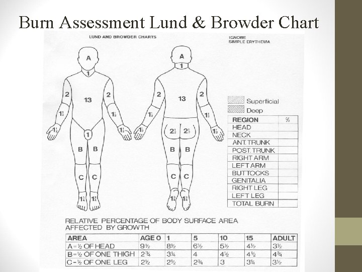 <ul><li><p>Lund Brunder chart</p></li></ul><ol><li><p><span style="color: rgb(233, 109, 109);"><strong>Head is proportionally larger</strong> in children</span> </p></li></ol><ul><li><p>subtract 1% from head for each yr over 1 y/o</p></li></ul><ol start="2"><li><p><span style="color: rgb(219, 86, 216);"><strong>Legs are proportionally smaller</strong> in children</span></p></li></ol><ul><li><p>add ½ % to each leg for each yr over 1 y/o</p></li></ul><p></p><p></p><p></p>