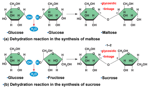 <p>Formed when a dehydration reaction joins two monosaccharides (with a <span style="color: rgb(239, 87, 201);">glycosidic linkage</span>)</p><p>Ex. maltose, sucrose</p>