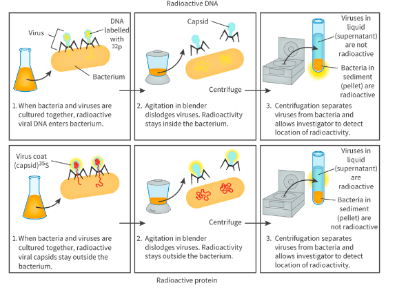 <ul><li><p>goal: prove that DNA makes up genetic material and not protein</p></li><li><p>used T2 bacteriophage (virus that infects E. coli bacteria). The virus injects its DNA into bacteria cell while protein coat remains on outside</p></li><li><p>used radioactive phosphorus (to label DNA) and sulfur (to label protein)</p></li><li><p>conclusion: when bacteriophages with (<sup>32</sup>P) infected non-radioactive bacteria, all the infected cells became radioactive. THe next generation of bacteriophages were all radioactive. When bacteria were infected with bacteriophages (<sup>35</sup>S), no radioactivity was detected (since virus coats were removed)</p><ul><li><p>thus: bacteriophages inject DNA into bacterial cell while protein component remains outside</p></li></ul></li></ul><p></p>