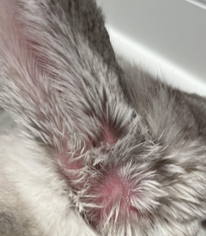 <p>Red raised lesions found around head and ears</p>