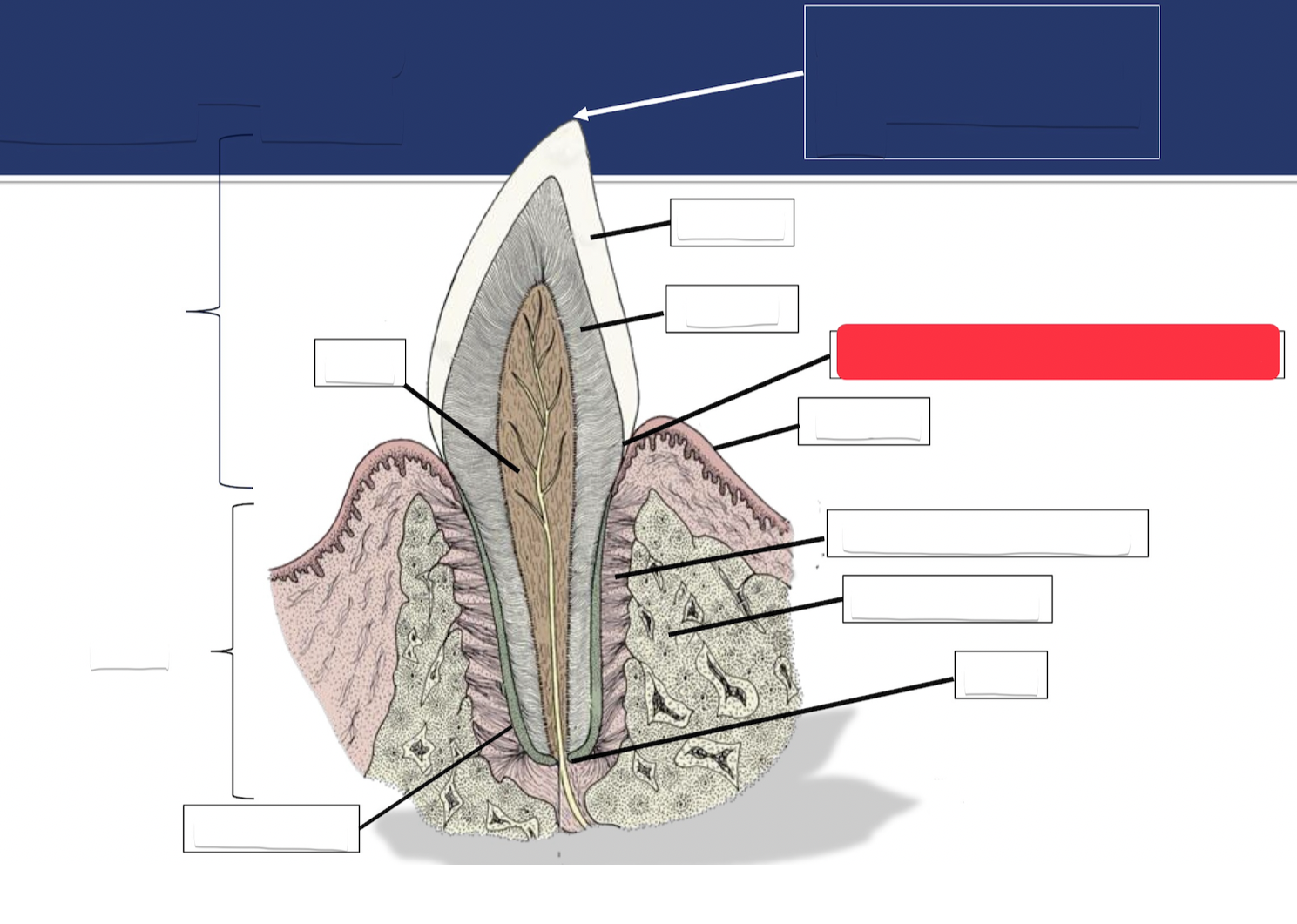 <p>Label this part of the tooth.</p>