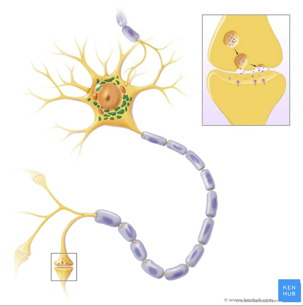 <p>Ribosomes/Rough ER.</p>