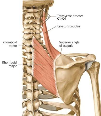 <p>levator scapulae</p>