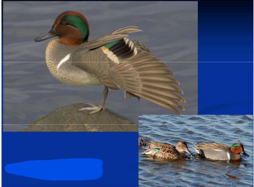 <p>Order Anseriformes<br>Family Anatidae<br>Subfamily Anatinae [Anatini; “dabbling”]<br>Green-winged Teal</p>