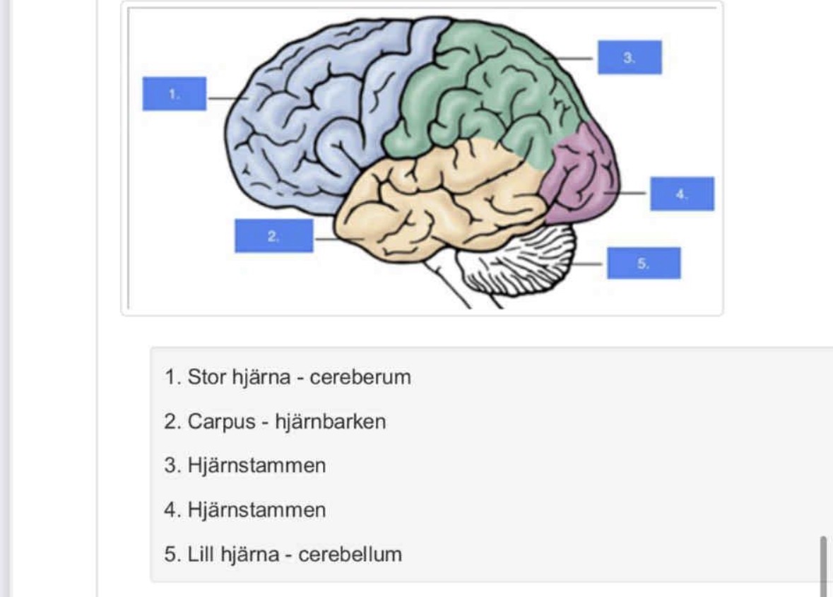 knowt flashcard image