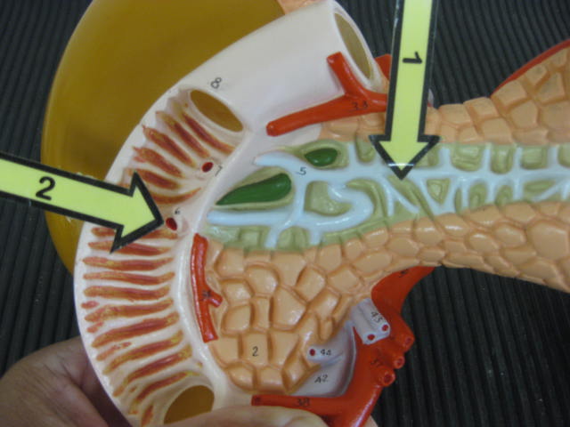 <p>Identify 1 and 2?</p><p>Lab Image 7-12</p>