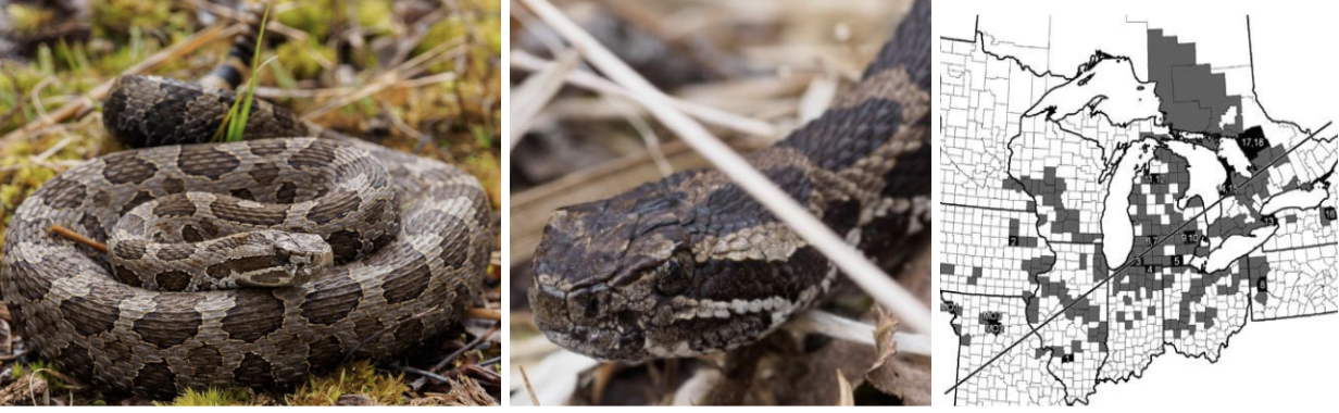 <ul><li><p><span style="background-color: transparent;"><strong>Habitat:</strong> </span><span>lowland/wetland habitat often adjacent open upland habitat used for basking and foraging</span></p></li><li><p><span style="background-color: transparent;"><strong>Diet:</strong> </span><span>small mammals (voles, mice, shrews, etc.) occasional snakes, amphibians, birds</span></p></li><li><p><span style="background-color: transparent;"><strong>Characteristics:</strong> small to medium, only venomous snake in MI, not likely to encounter them, keeled scales (rough appearance), gray to light brown color with dark brown saddle-shaped blotches, triangular head, and </span><span>rattle on tail</span></p></li></ul><p></p>