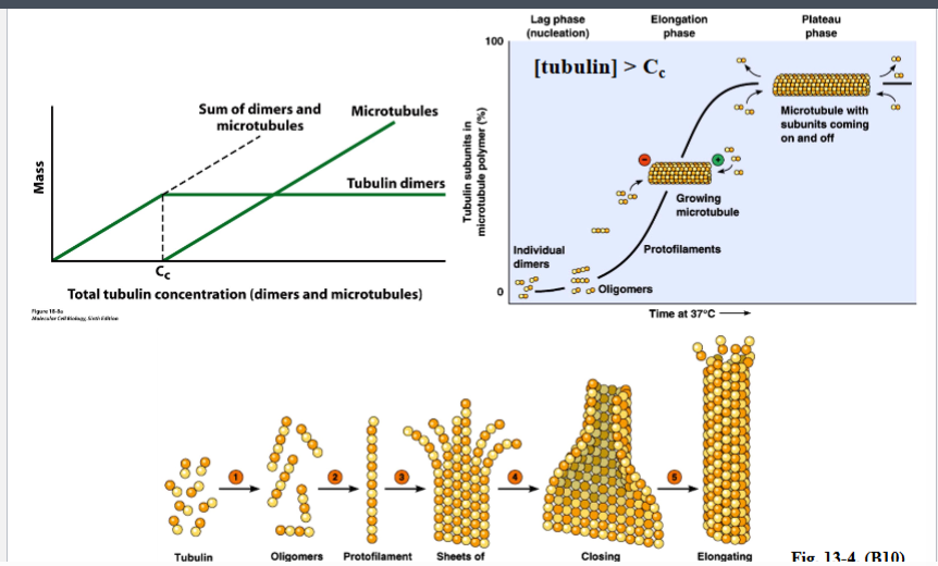 <p><span style="background-color: transparent;"><strong>Microtubule Structure and Composition</strong></span></p>