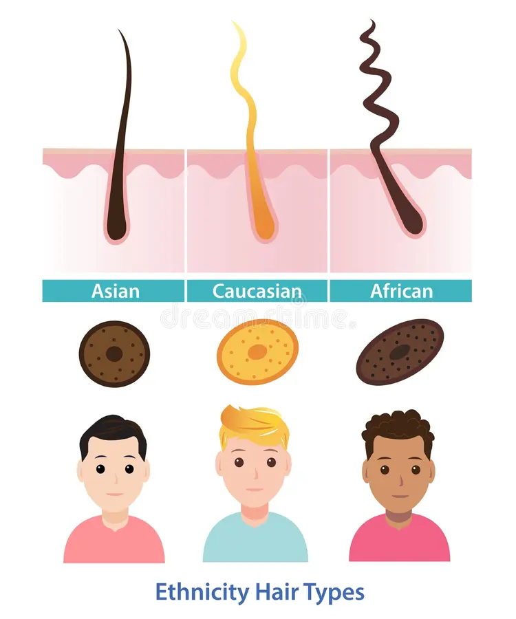 <p>African ancestry- tight curls or coils, hair shaft varies <span>significantly in diameter, twisting along the length, flattened or oval shape cross-section, dense and opaque pigment distribution, and thin cuticle.</span></p><p><span>Asian ancestry- normally straight and coarse, thick hair shaft diameter and uniform in diameter, circular or round cross section, dense pigment with a large and continuous medulla, and a thicker cuticle.</span></p><p><span>European ancestry- straight to wavy, fine to coarse shaft with an even distribution of pigment, oval or egg-shapped cross-section, fine small and evenly distributed granules of pigment, and a moderately thick cuticle. </span></p>