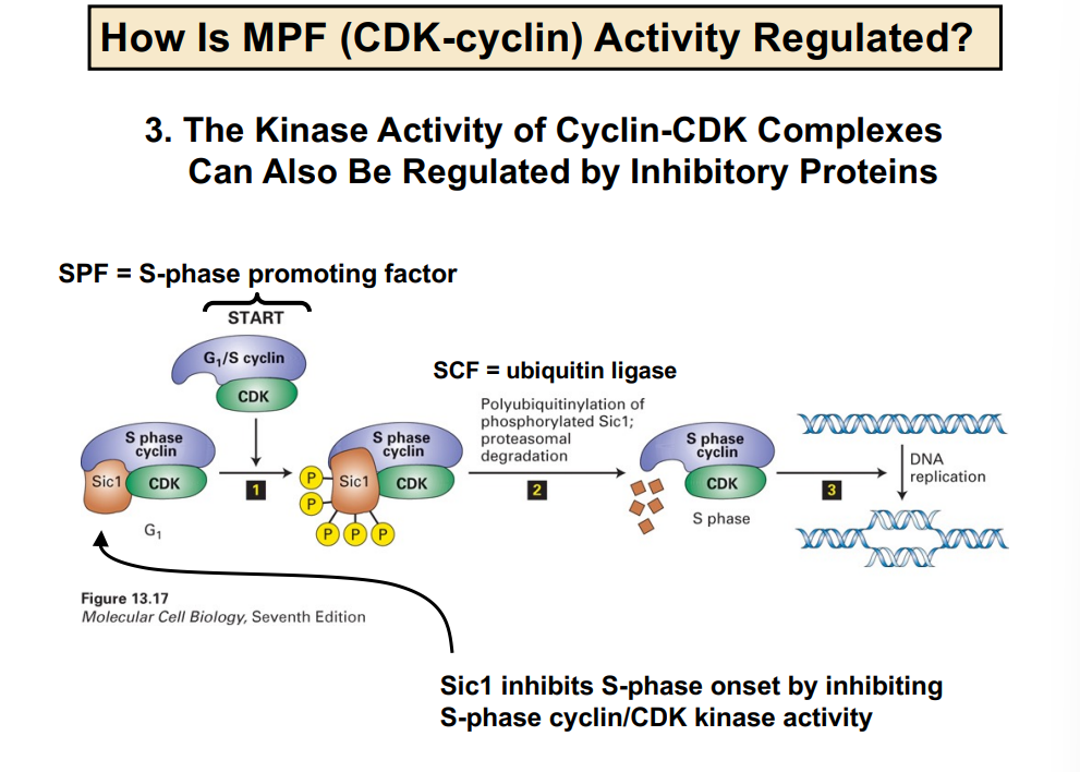 <p><span style="background-color: transparent;"><strong>&nbsp;Mechanism 3: Regulation by Inhibitory Proteins</strong></span></p>