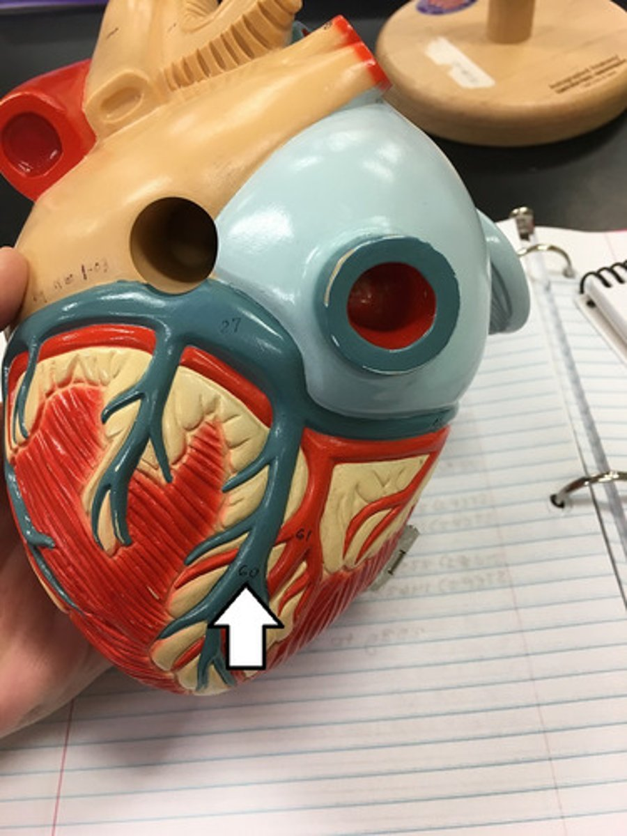 <p>middle cardiac vein</p>