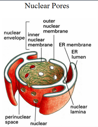 <p><span style="background-color: transparent;"><strong>Morphology and Structure of the Nucleus</strong></span></p>