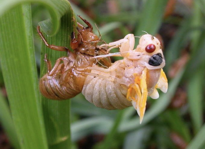 <p>coverered in a tough coat called cuticle and carry out ecdysis</p>