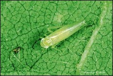 <p>Identify the insect and order</p>