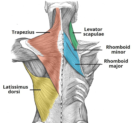 <p>What are the actions of rhomboid major and minor and their innervation?</p>