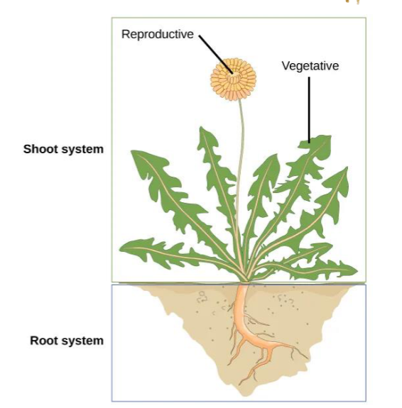 <p>Underground! It's only organ is roots.</p>