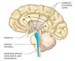 <p>nerve network in brainstem that plays an important role in controlling arousal and "awakeness"</p>