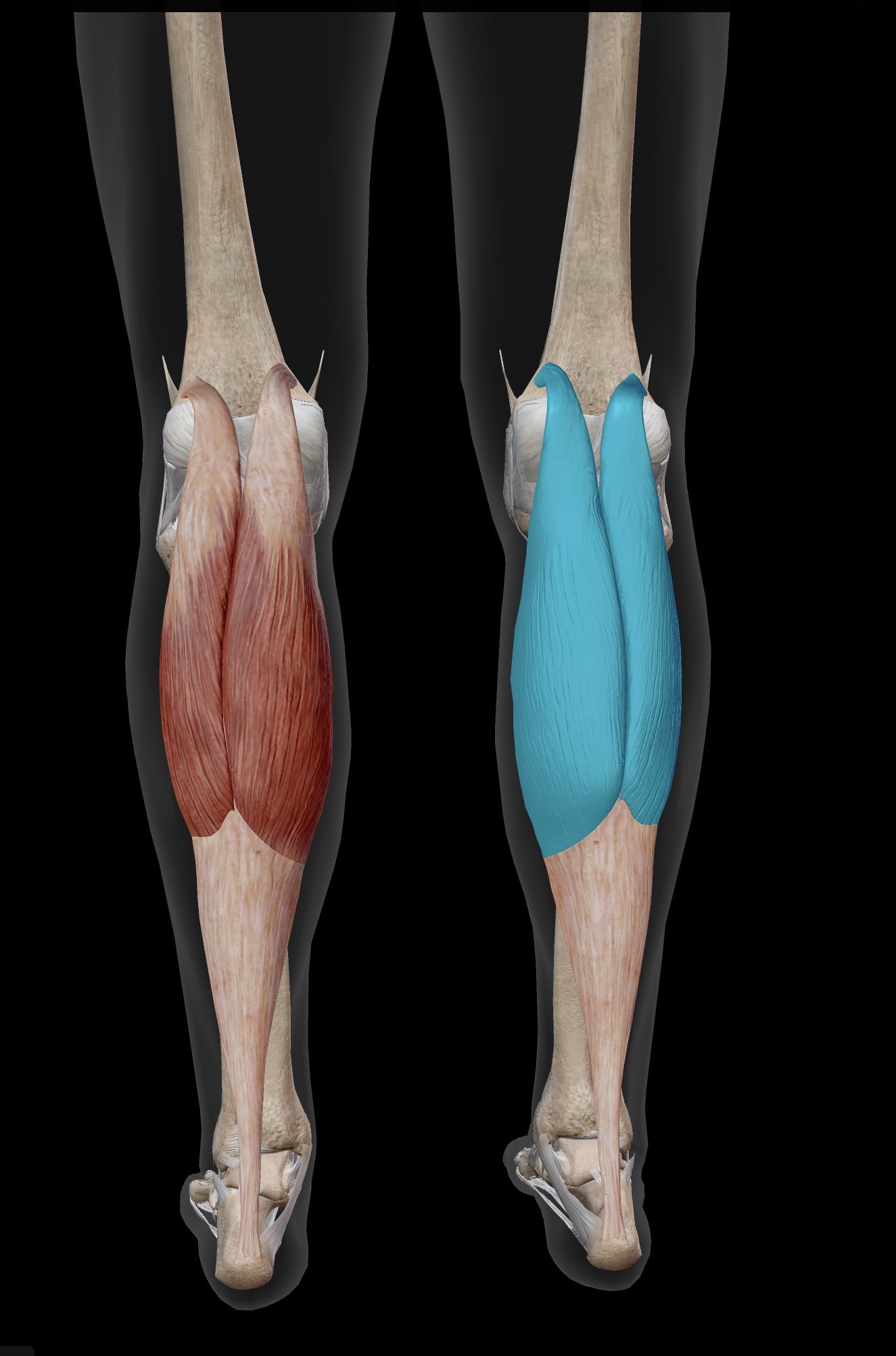 <p>Gastrocnemius</p><p>O: Posterior aspect of medial and lateral condyles of femur</p><p>I: Calcaneal tuberosity via the Achilles tendon</p><p>A: One of 2 prime movers of plantarflexion of the talcocrural joint/ankle (Along with soleus). Synergistic of knee flexion</p><p>IN: Tibial nerve</p>