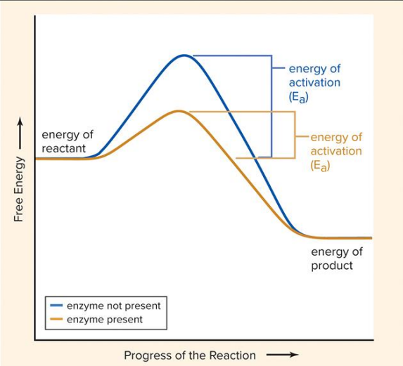 <p>Enzymes catalyze (speed up) chemical reactions by lowering the Energy of Activation (E<sub>a</sub>) required.</p>