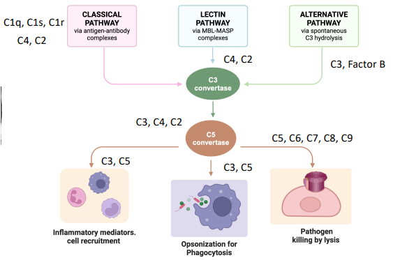 <ul><li><p>classical pathway</p></li><li><p>lectin pathway</p></li><li><p>alternative pathway</p></li></ul><p></p>
