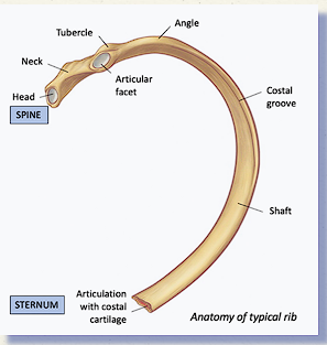 <ul><li><p><span>Head&nbsp; - Connects with the thoracic vertebrae costal facets</span></p></li><li><p><span>Neck</span></p></li><li><p><span>Tubercle</span></p></li><li><p><span>Articular facet&nbsp; - connects with the thoracic vertebrae transverse costal facet</span></p></li><li><p><span>Costal Angle</span></p></li><li><p><span>Costal Groove</span></p></li><li><p><span>Shaft / Body</span></p></li></ul><p></p>