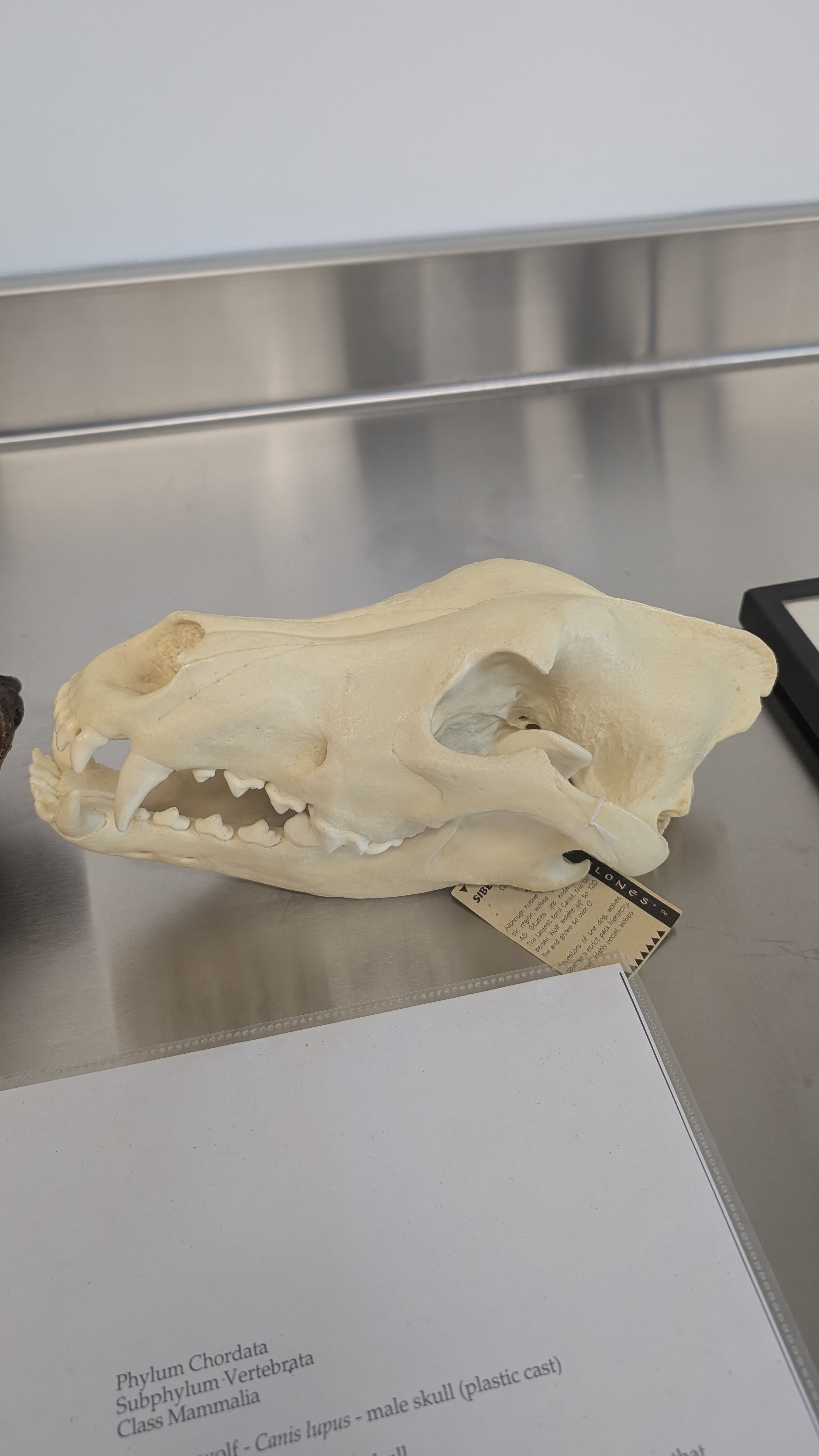 <p>Identify</p>