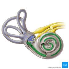 <p><br></p><p><span style="background-color: transparent;">The innerost chamber of the cochlea, and contains the corti organ (spiral organ) which senses hearing. </span></p>