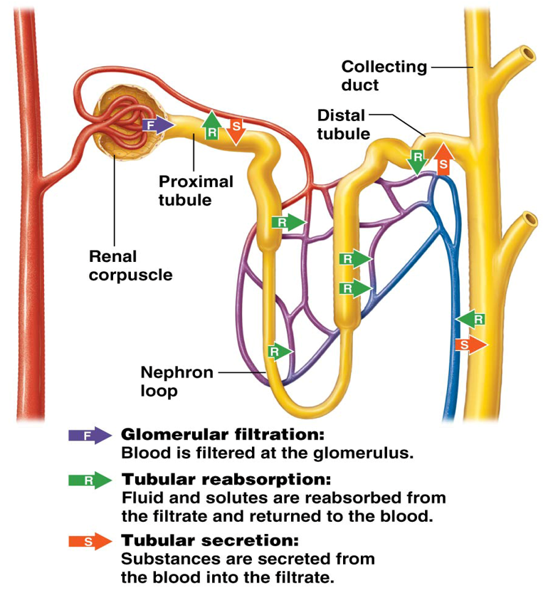 <p>Substances are<strong> reabsorbed/reclaimed from filtrate back into the blood</strong> (in peritubular capillaries) </p><ul><li><p><strong>Water, Glucose, Amino Acids, and Electrolytes </strong></p></li><li><p>The nephron can reabsorb the majority of filtered water and solutes from the proximal tubule and nephron loop </p></li></ul><p></p>