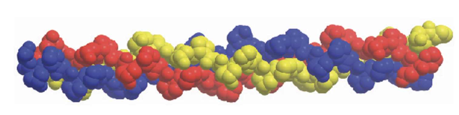 <p></p><p>Collagen (pictured below) is an important component of connective tissue, like skin and bone. As depicted in the image, it is a trimer. The quaternary structure of collagen is help together by:</p><p><strong>a) </strong>Hydrogen bonds between backbone atoms.</p><p><strong>b) </strong>Many non-covalent interactions between R-groups from the same polypeptide.</p><p><strong>c) </strong>Many non-covalent interactions between R-groups from different polypeptide subunits.</p><p><strong>d) </strong>Peptide bonds between amino acids.</p><p><strong>e) </strong>Beta sheets.</p>