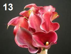 <p>Zanteschia</p>