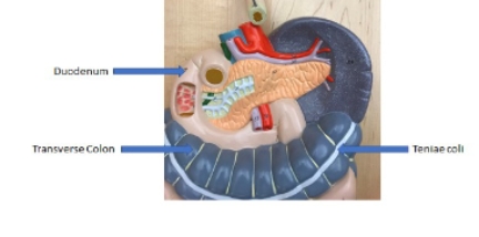 <p><span style="background-color: transparent;">Teniae coli</span>, transverse colon, <span style="background-color: transparent;"><strong>Duodenum</strong></span></p>