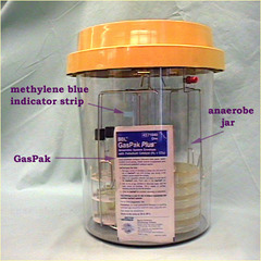 <p>Chemical packs remove O2 + release CO2</p>