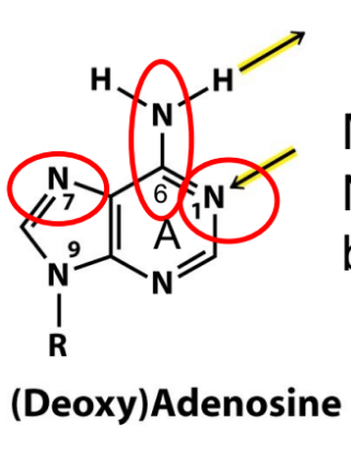 <p><strong><u>try to draw out adenosine w/o looking at picture &amp; figure it out</u></strong></p><p>for <u>(deoxy)adenosine</u>, is methylation at the circled positions N1, N6, and N7 mutagenic or not? explain</p><p></p>