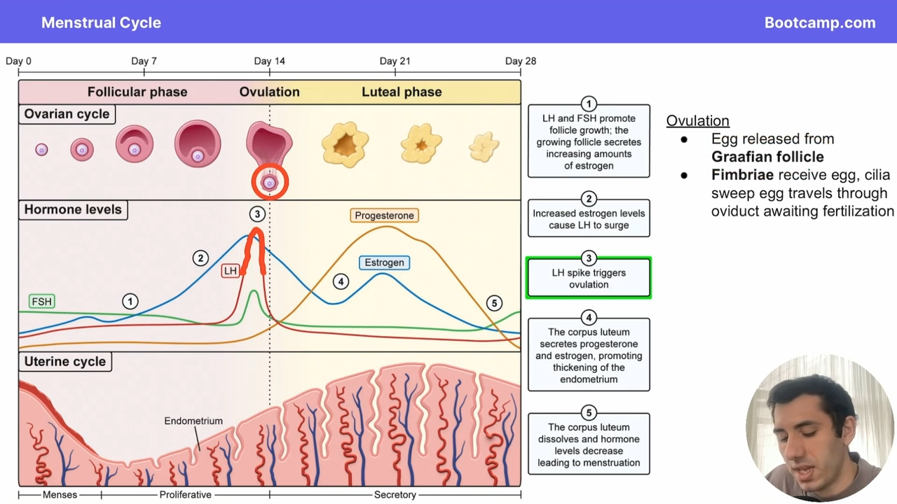<p>The egg is released from the graffian follicle, and the fimbriae receive the egg. </p><p>Cillia then sweep the egg through the oviduct </p>