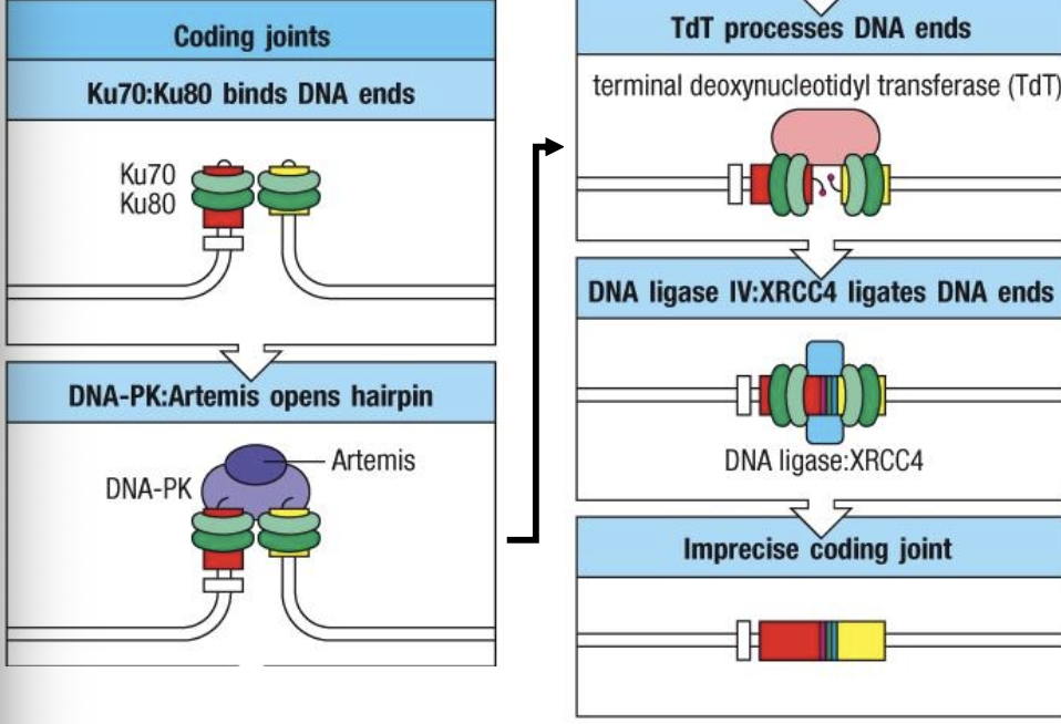 <p>An endonuclease that, when complexed with DNA-PK, opens the DNA hairpins at coding ends to allow for nucleotide addition.</p>