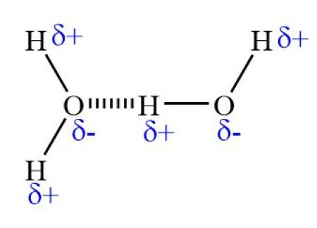 <p>Water molecule are polar (meaning charge is unevenly distributed), hence contain d+ hydrogen atoms and d- oxygen atoms. Between water molecules, there is a force of attraction between the d+ H and d- O, so a weak hydrogen bond forms. </p>