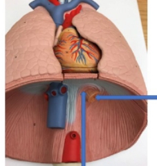 <p>name the parts</p>