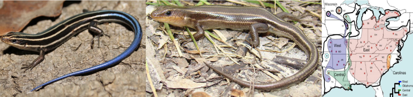 <ul><li><p><span style="background-color: transparent;"><strong>Habitat:</strong> </span><span>moist areas including open woods, partially wooded areas, attracted to woodland edges (basking sites)</span></p></li><li><p><span style="background-color: transparent;"><strong>Diet:</strong> </span><span>insects (spiders, millipedes, crickets, etc.), occasional small frogs, salamanders, or newborn mice</span></p></li><li><p><span style="background-color: transparent;"><strong>Characteristics:</strong> dry, scaly, </span><span>dark brown/black body with five white/cream stripes down length of body, juveniles and some females have bright blue tail</span><span style="background-color: transparent;">, adults become more uniform tan/brown/olive with fades indistinct stripes, males heads become reddish during breeding season</span></p></li></ul><p></p>