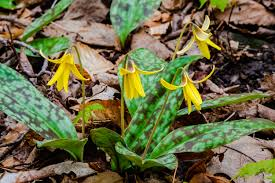 <p><strong>(<em>Erythronium americanum</em>)</strong> – Spring ephemeral with mottled, trout-like leaves and nodding yellow lily flowers with recurved petals. Found in rich deciduous forests, often forming large colonies. <strong>Autotroph; spring ephemeral with underground corm; commonly mycorrhizal.</strong><br><strong>Uses:</strong> Limited—leaves and corms historically eaten in small amounts, but overharvesting is a concern; primarily valued as a native woodland wildflower and early pollinator resource.</p>