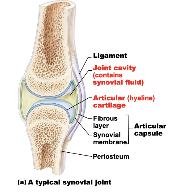 <p>structure of all synovial joints - richly supplied with sensory nerves</p>