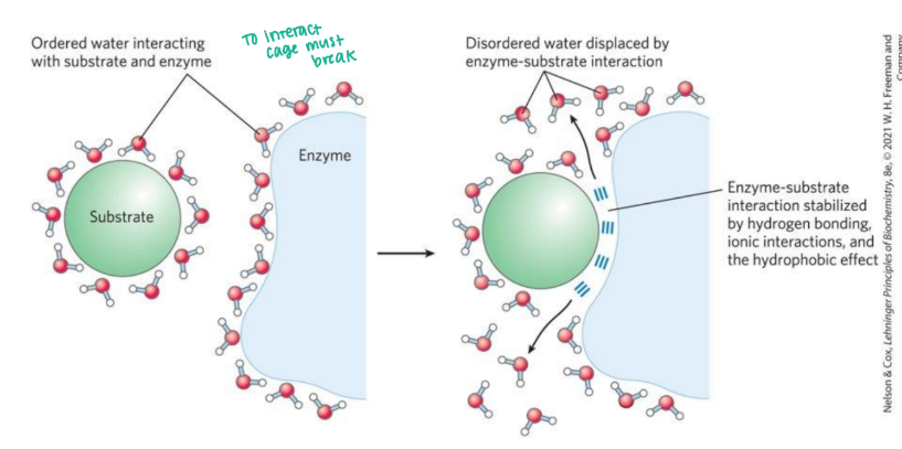 <p><strong>Effect of Water on Enzyme-Substrate Interactions </strong></p><ul><li><p>Ordred water interacting with substrate and enzyme (to interact the cage must break) → the disordered water is displaced by enzyme-substrate interaction which is stabilized by hydrogen bonding, ionic interactions and ________</p></li></ul><p></p>