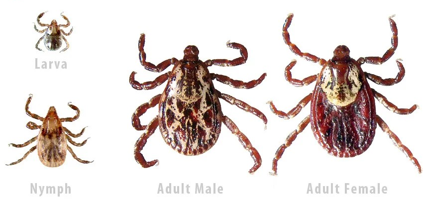 <p>What tick is this, and how do you know?</p>