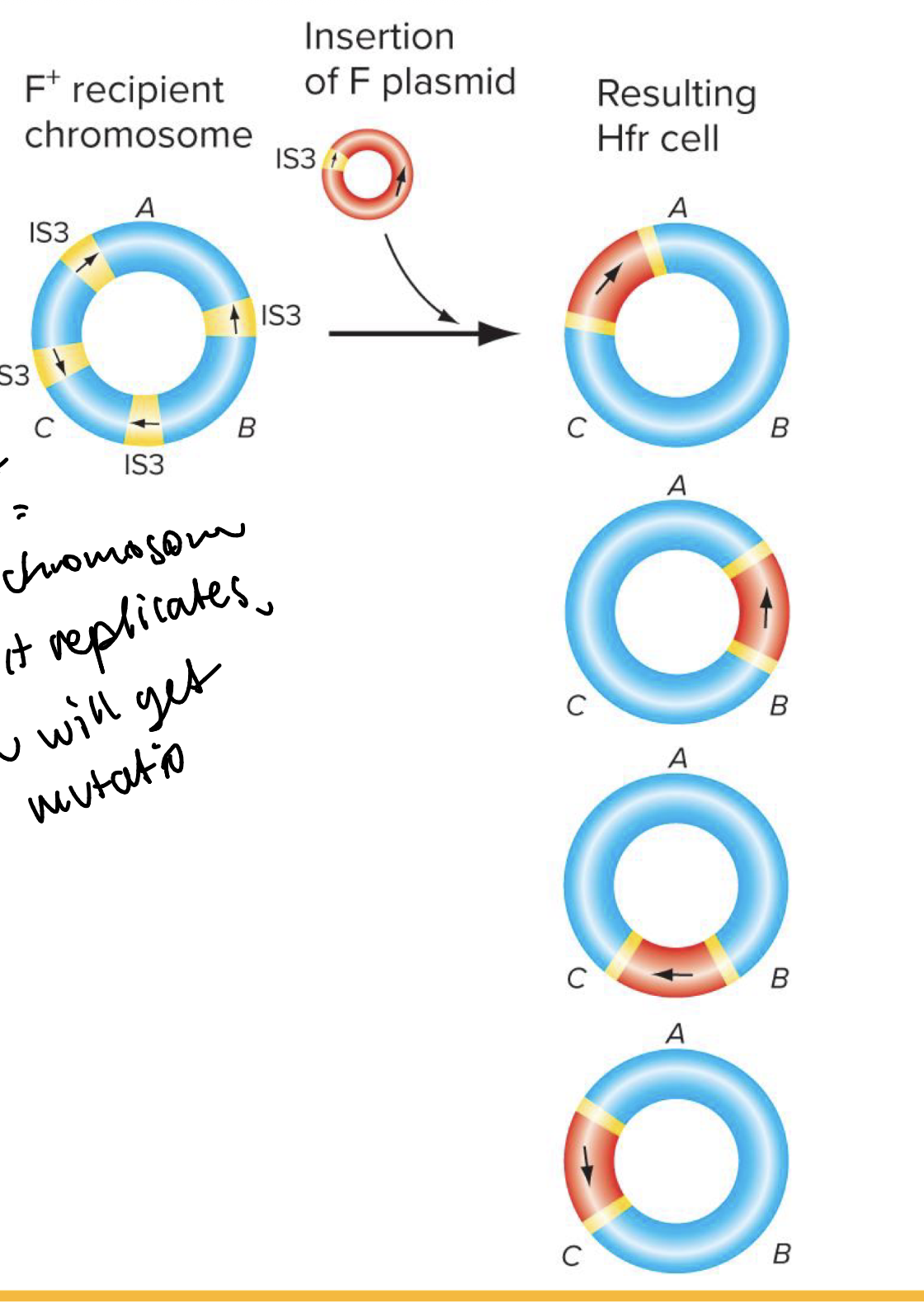 <ul><li><p>when an f plasmid integrates into genome = episome</p></li><li><p>Hfr strains differ in the location and orientation of integrated episomes</p></li><li><p>Hfr strains retain all F plasmid functions and can be a donor for conjugation F- strain</p></li></ul><p></p>