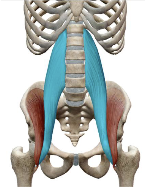 <p>What is the name, origin, and insertion of this muscle?</p>