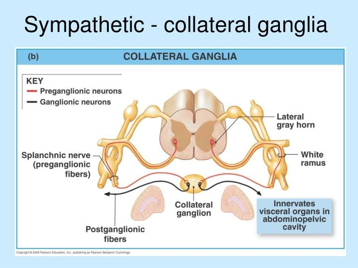 <p><span style="background-color: transparent;">collateral ganglia</span></p>